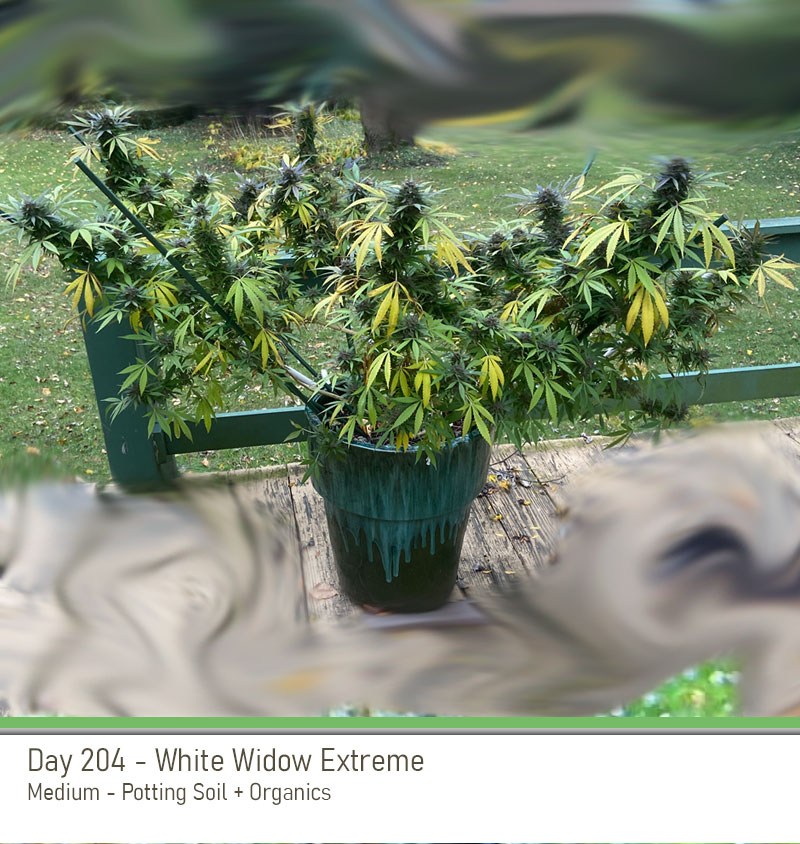 WW 204Days Side