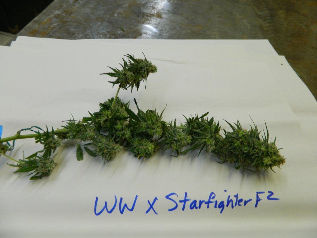 Wwxpp  and wwx starfighter  seeded 002