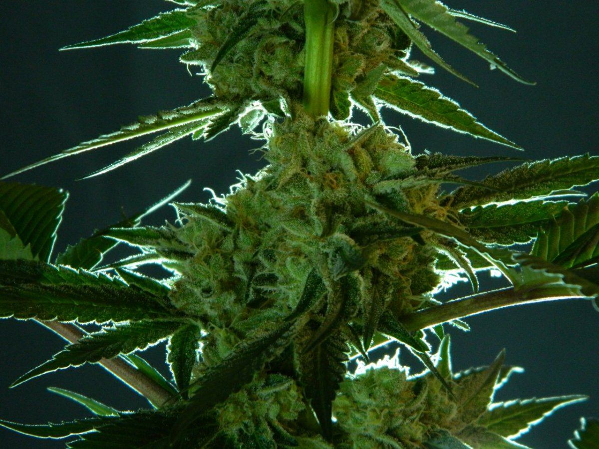 X 2014 015