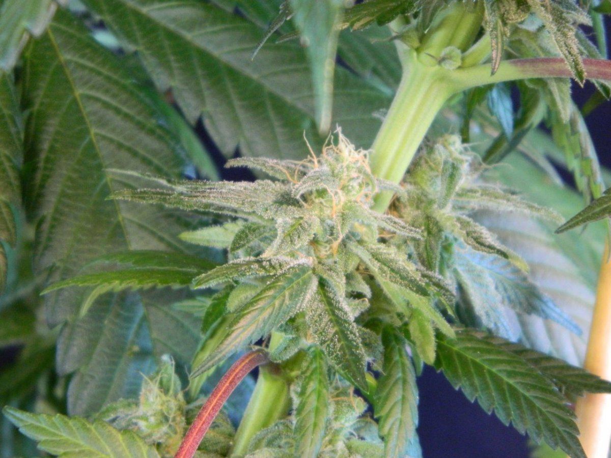 X bloom 006