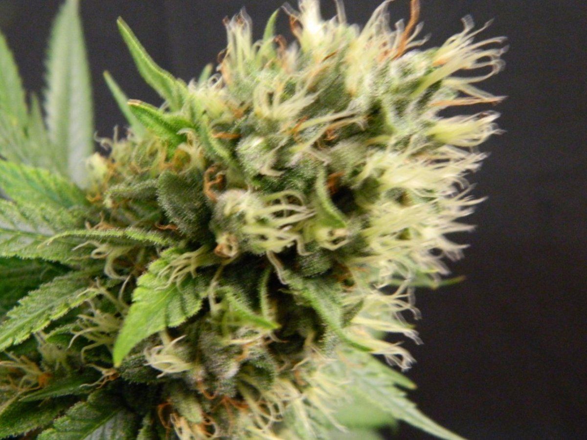 X bloom 020
