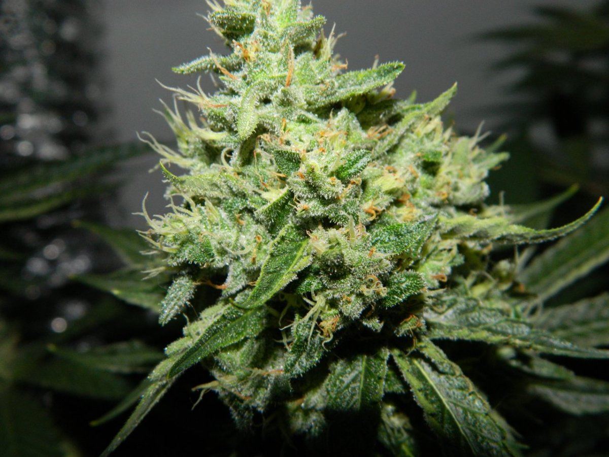 X bloom 030