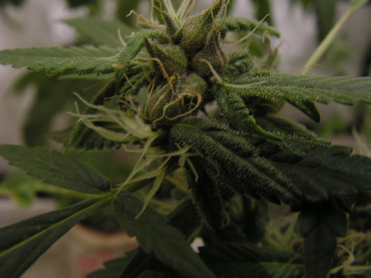 X blue dream 1