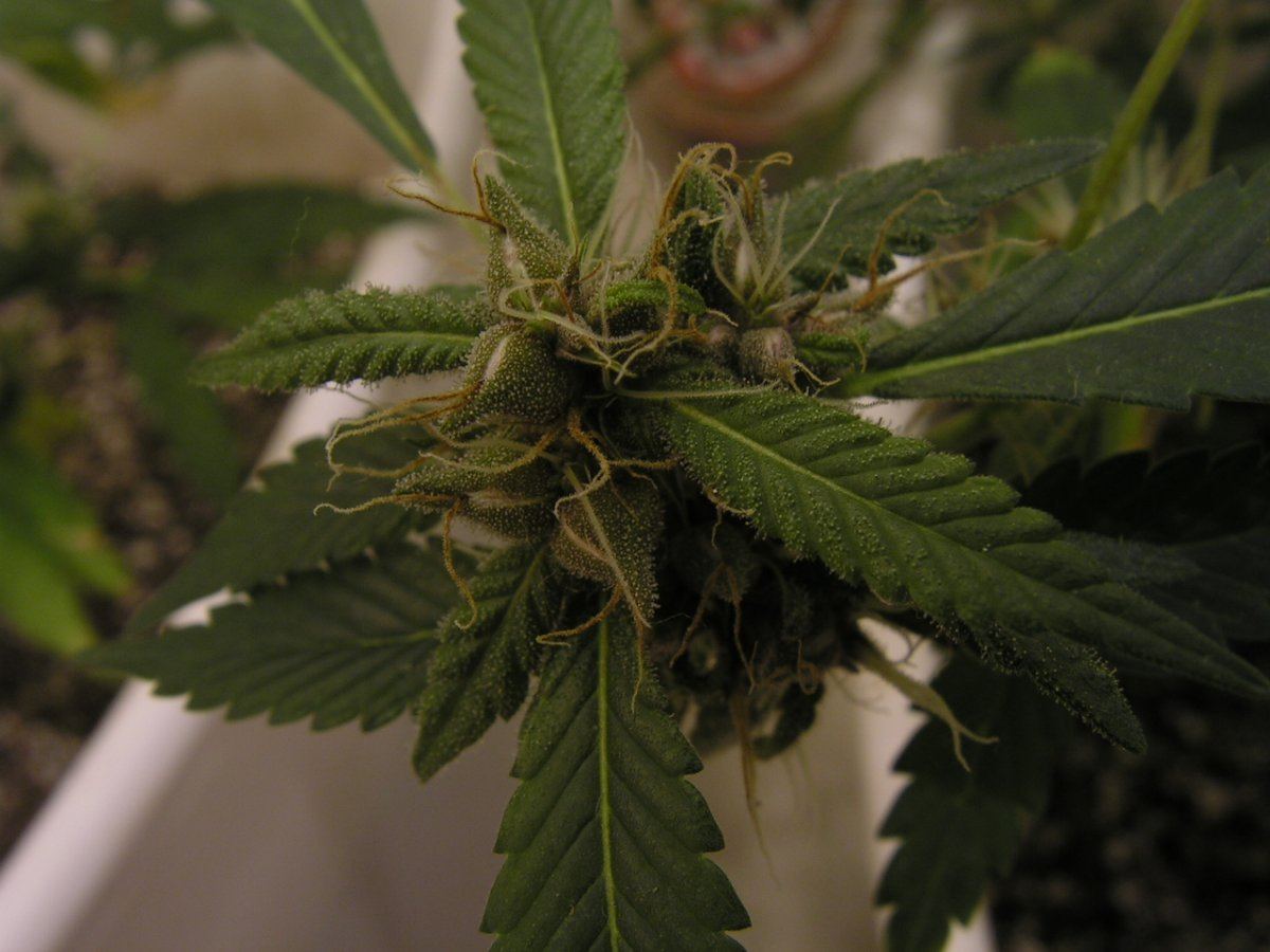X blue dream 2