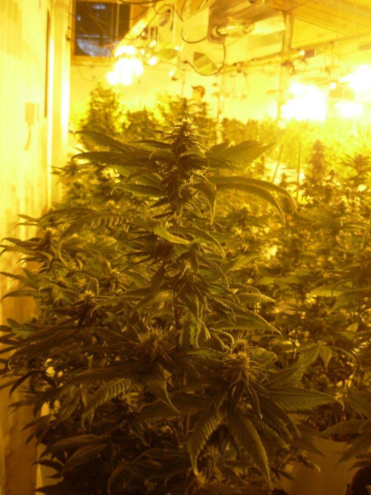 X Bud day 28