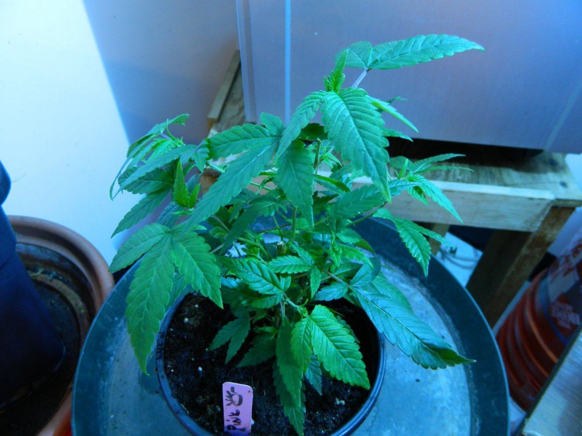 X clones 034
