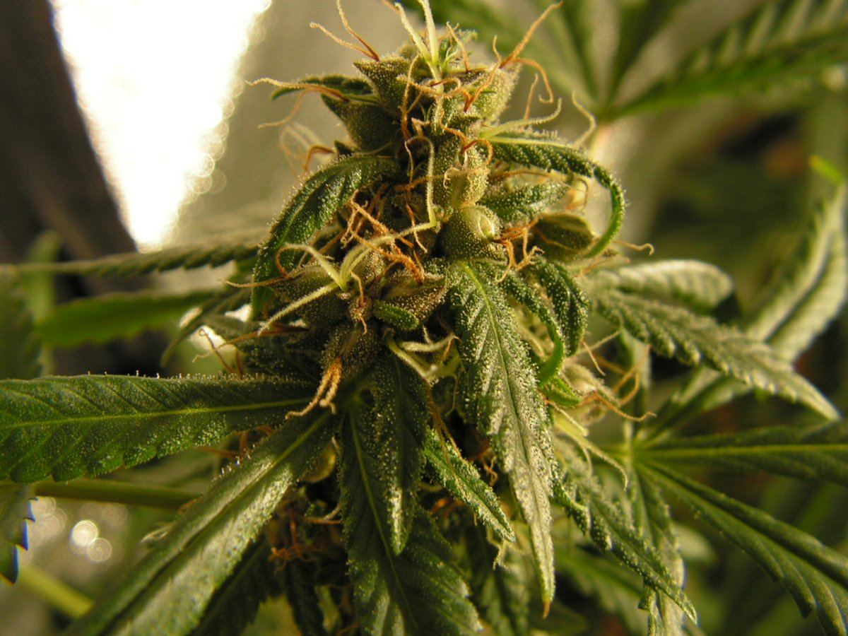 X FPOG F2 2