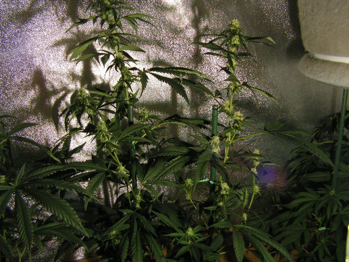 X fpog f2 2