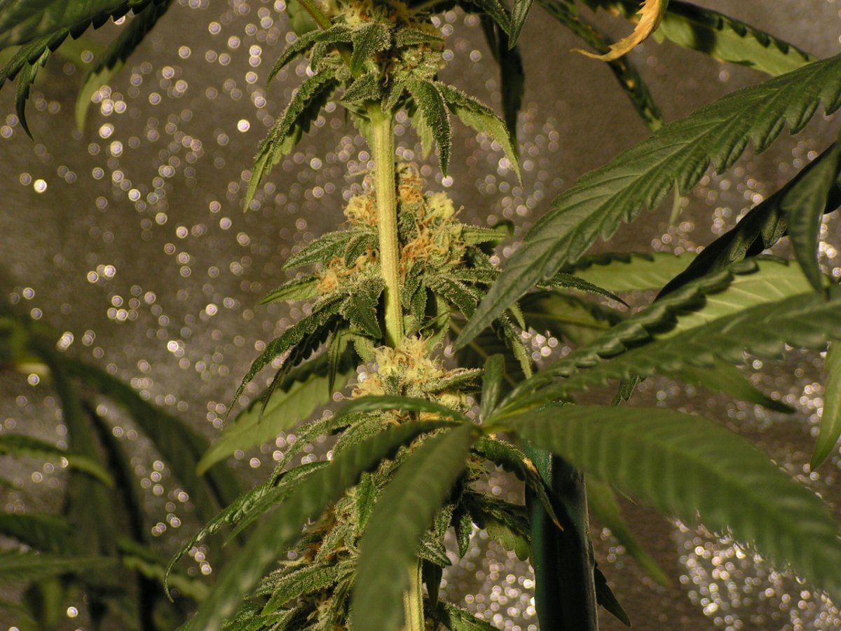 X fpog f2 21