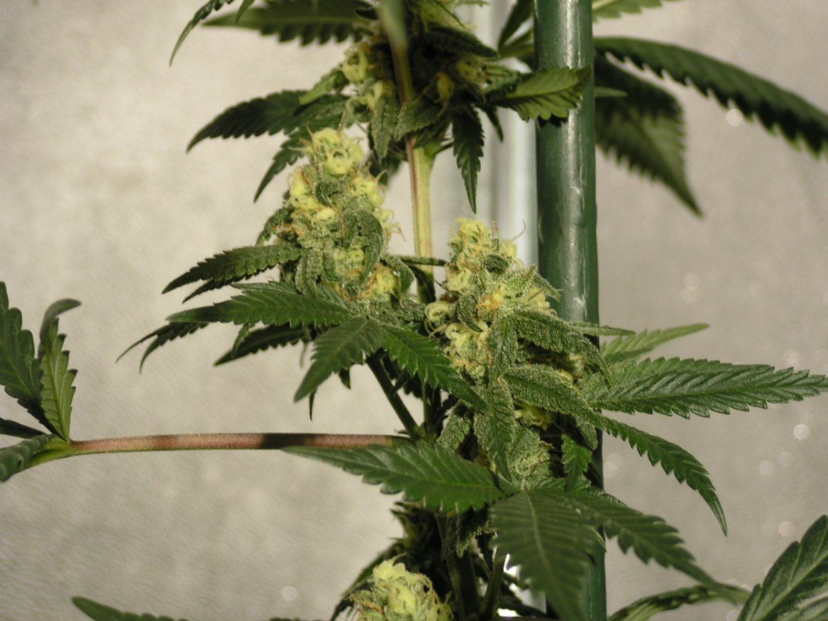 X fpog f2 23