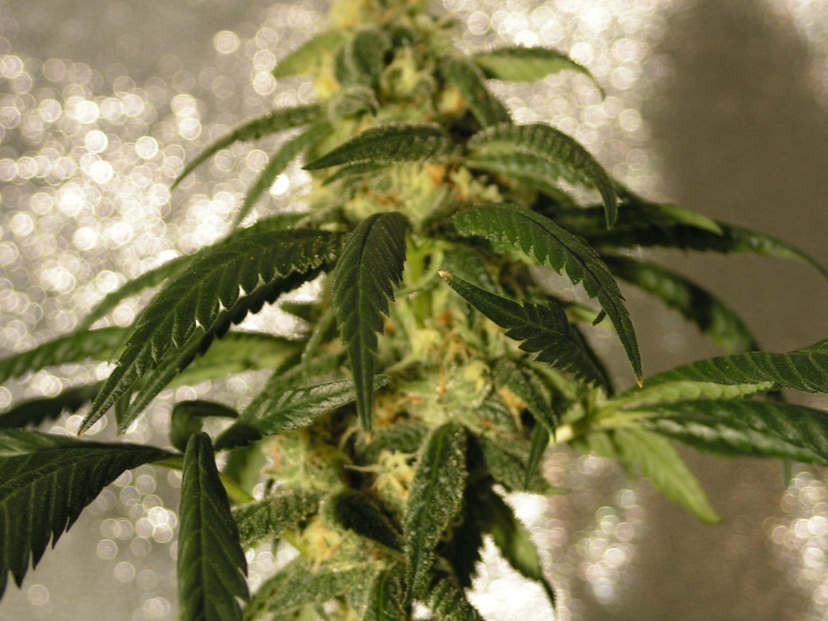 X fpog f2 24