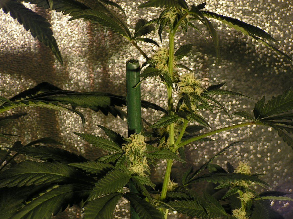 X fpog f2 3