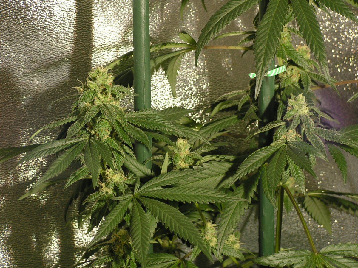 X fpog f2 35