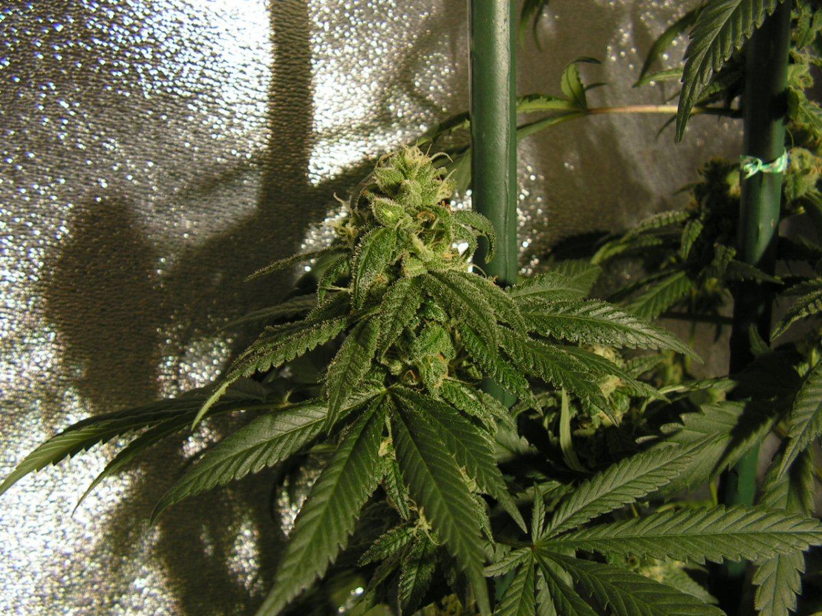 X fpog f2 37
