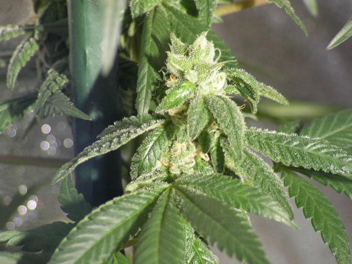 X fpog f2 38