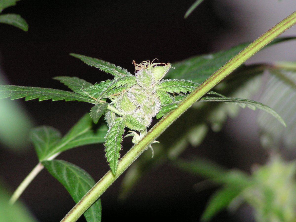 X fpog f2 4
