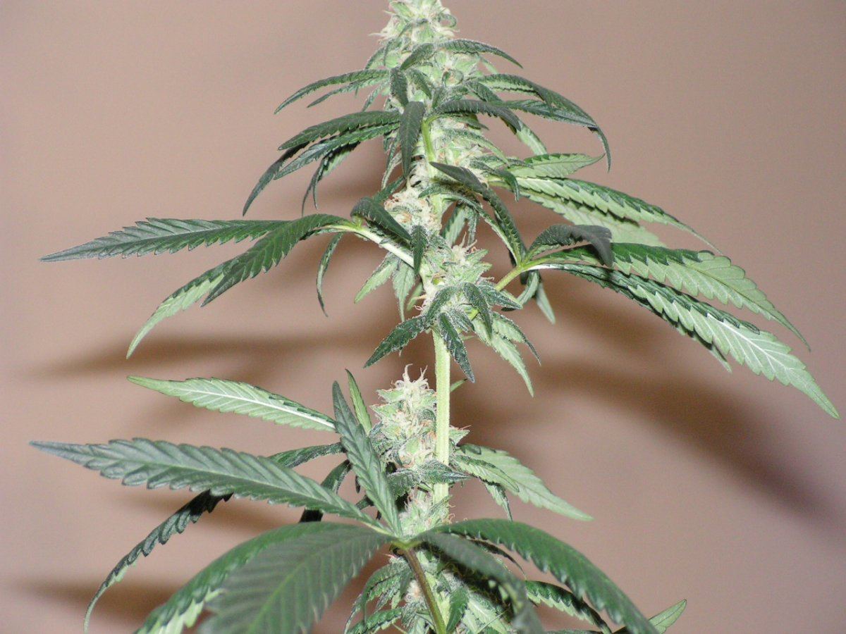 X fpog f2 4