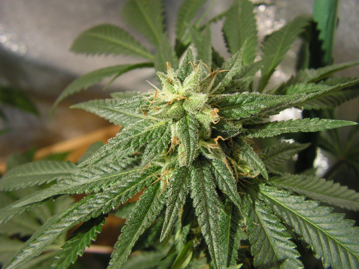 X fpog f2 4