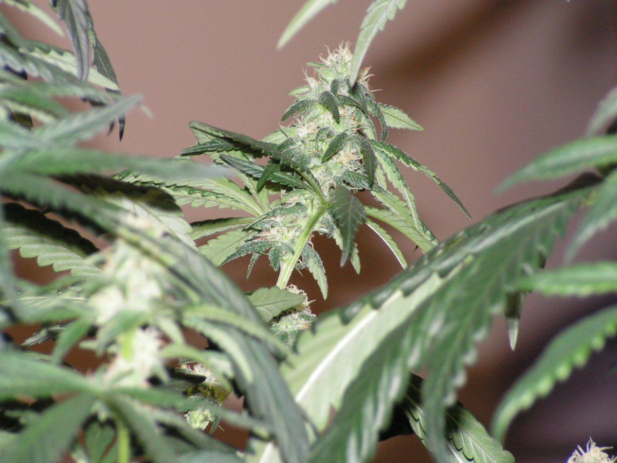X fpog f2 5