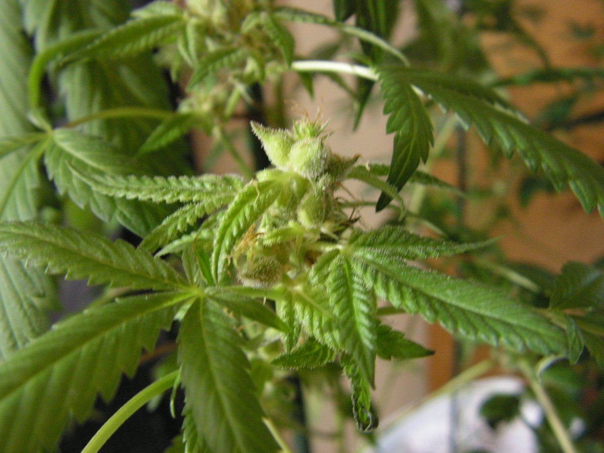 X fpog f2 6