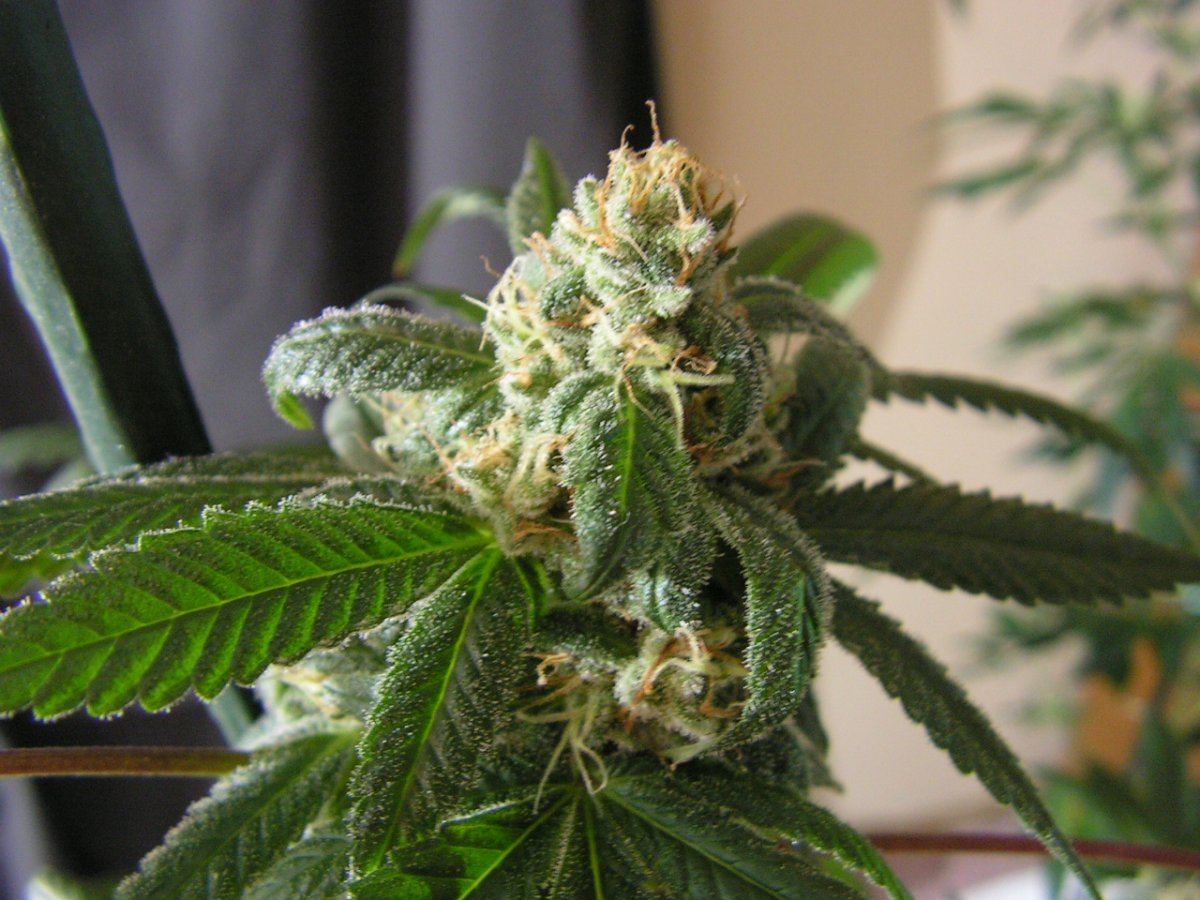 X fpog f2 7