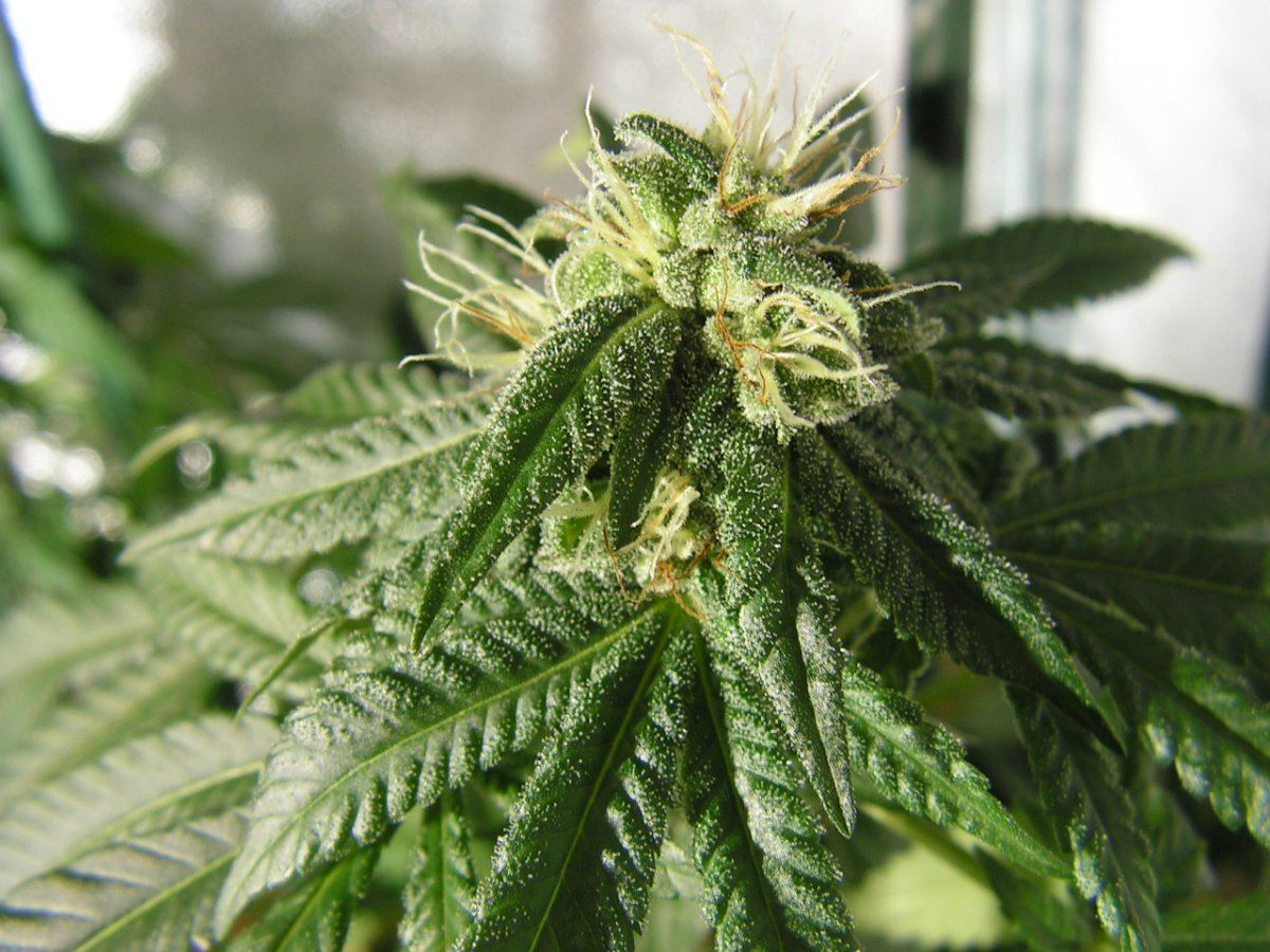 X fpog f2 9