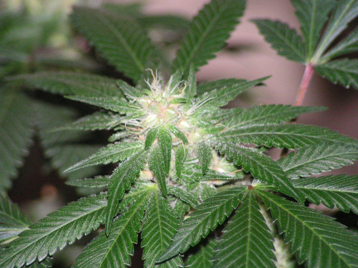 X gsc bx1 f2 11