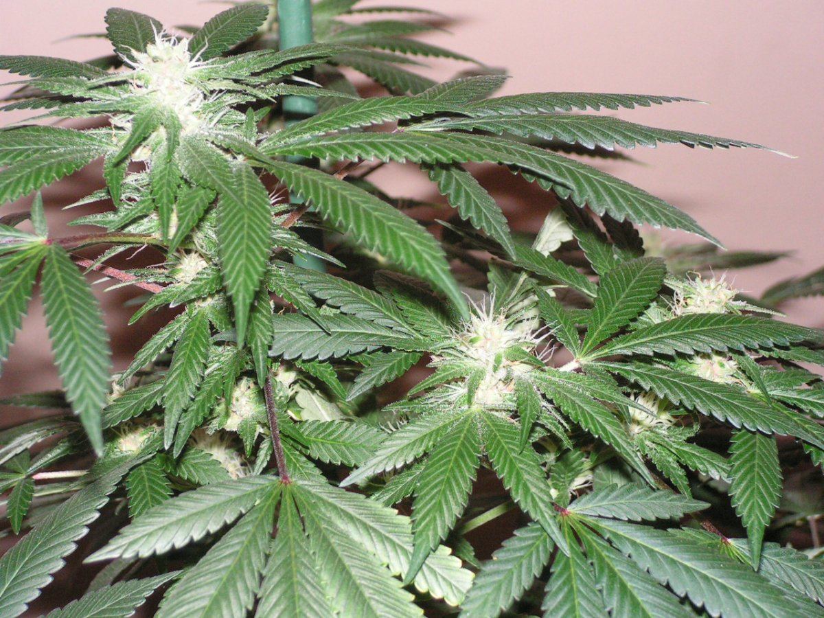 X gsc bx1 f2 12