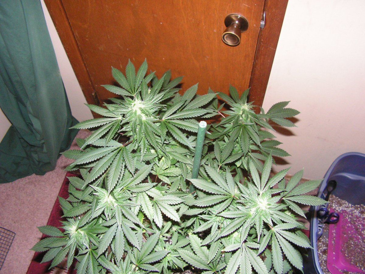 X gsc bx1 f2 18