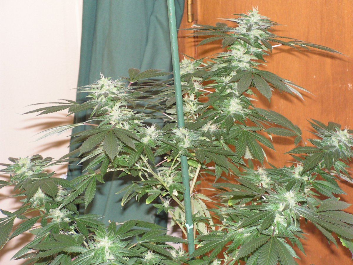 X gsc bx1 f2 24