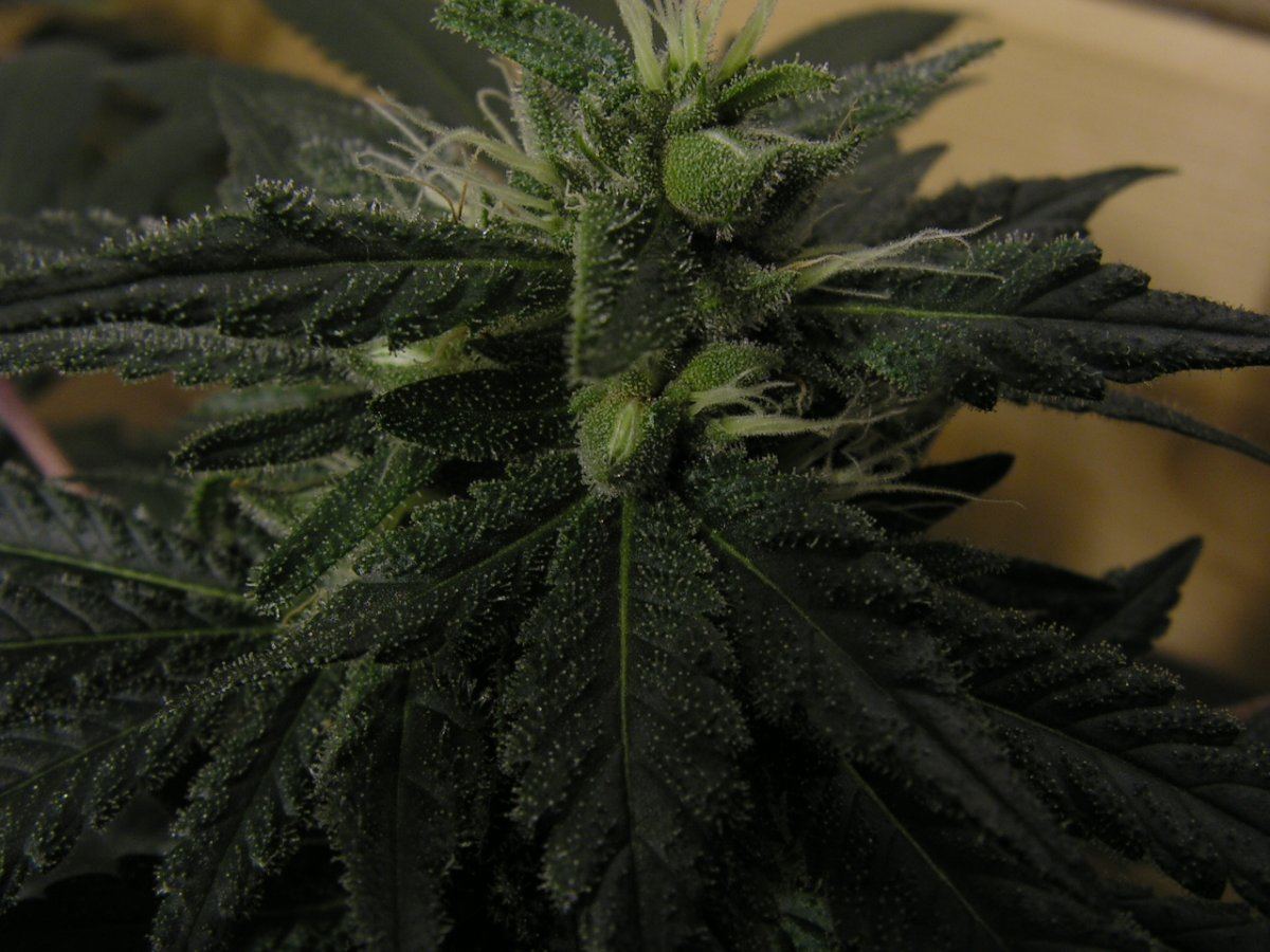 X gsc bx1 f2 29