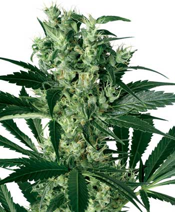 X haze