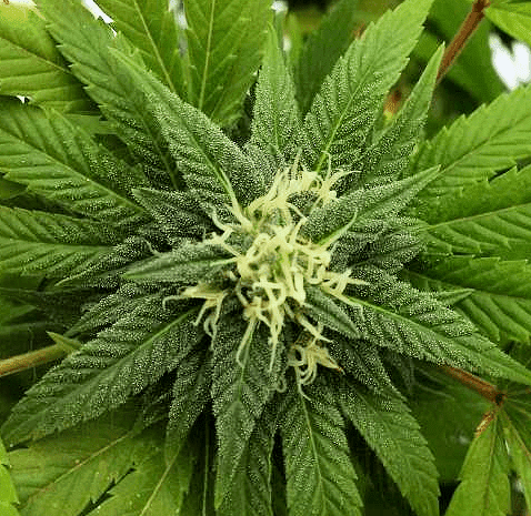XGDPa