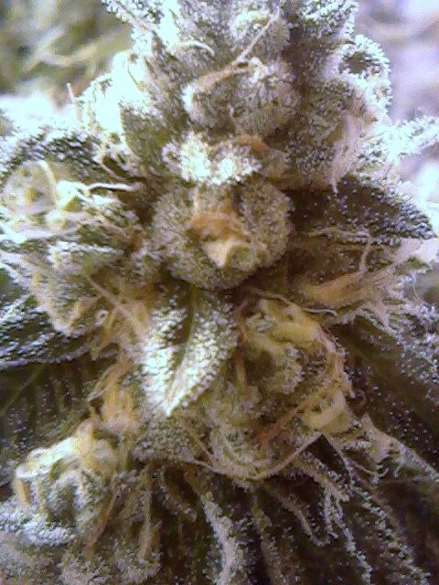 Xgsc