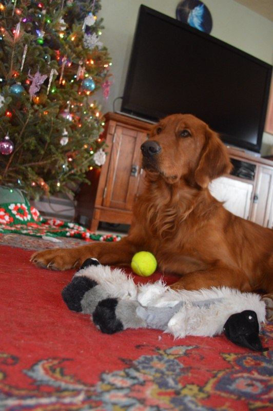 Xmas 025 800x600