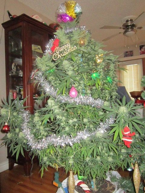 Xmas tree