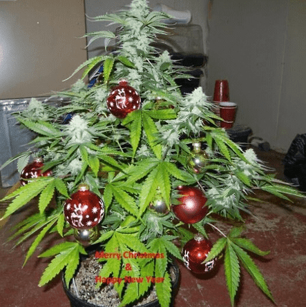 Xmas weed tree