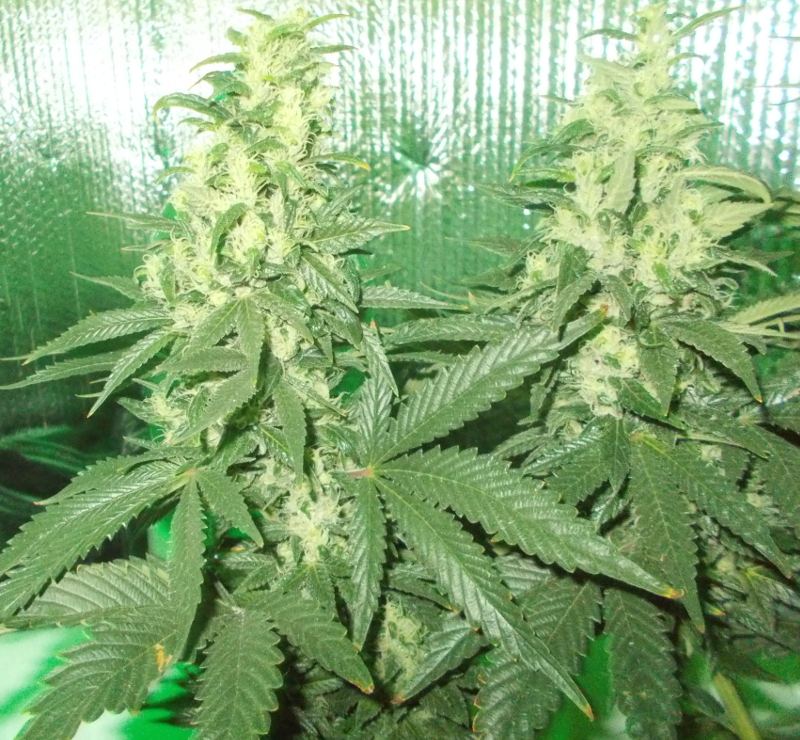 XMo85bigbud