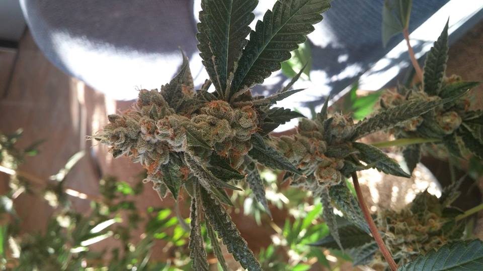 Xxx og