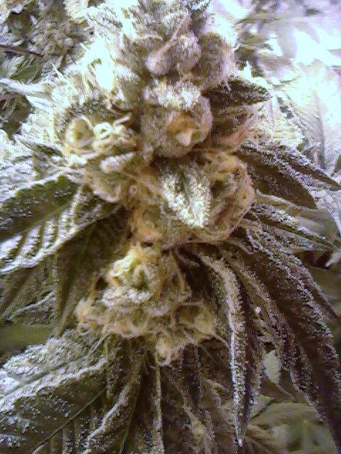 Xxxgsc