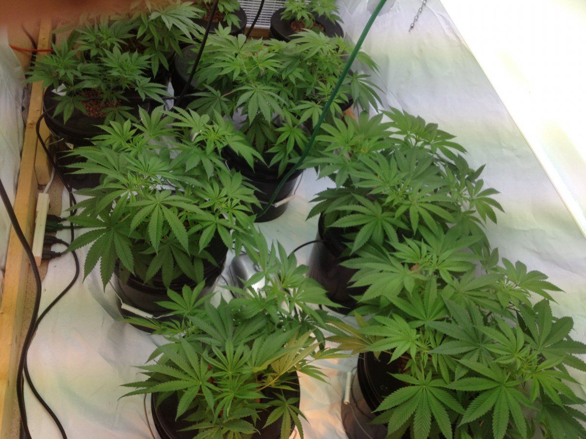 Y99 prebloom1