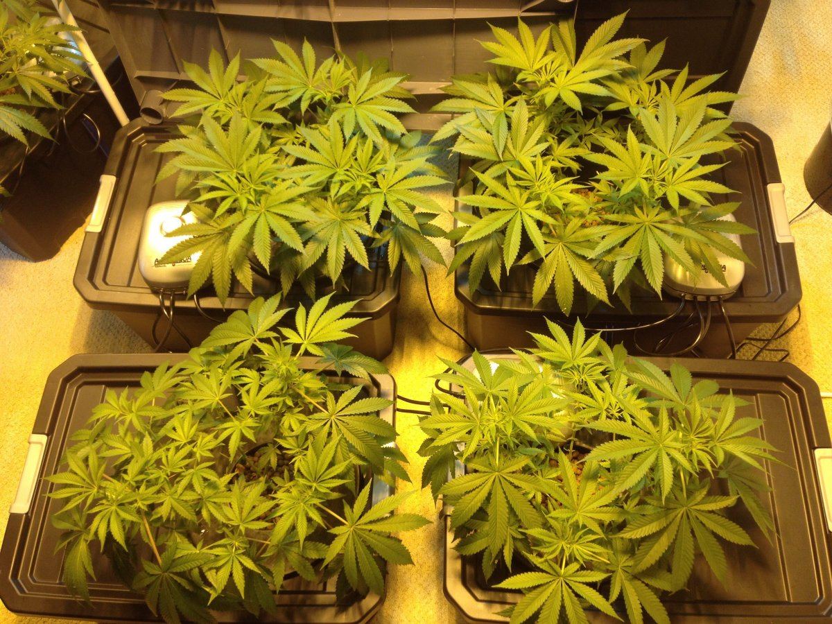 Y99 prebloom2