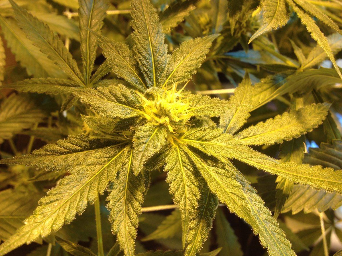 Y99wk52