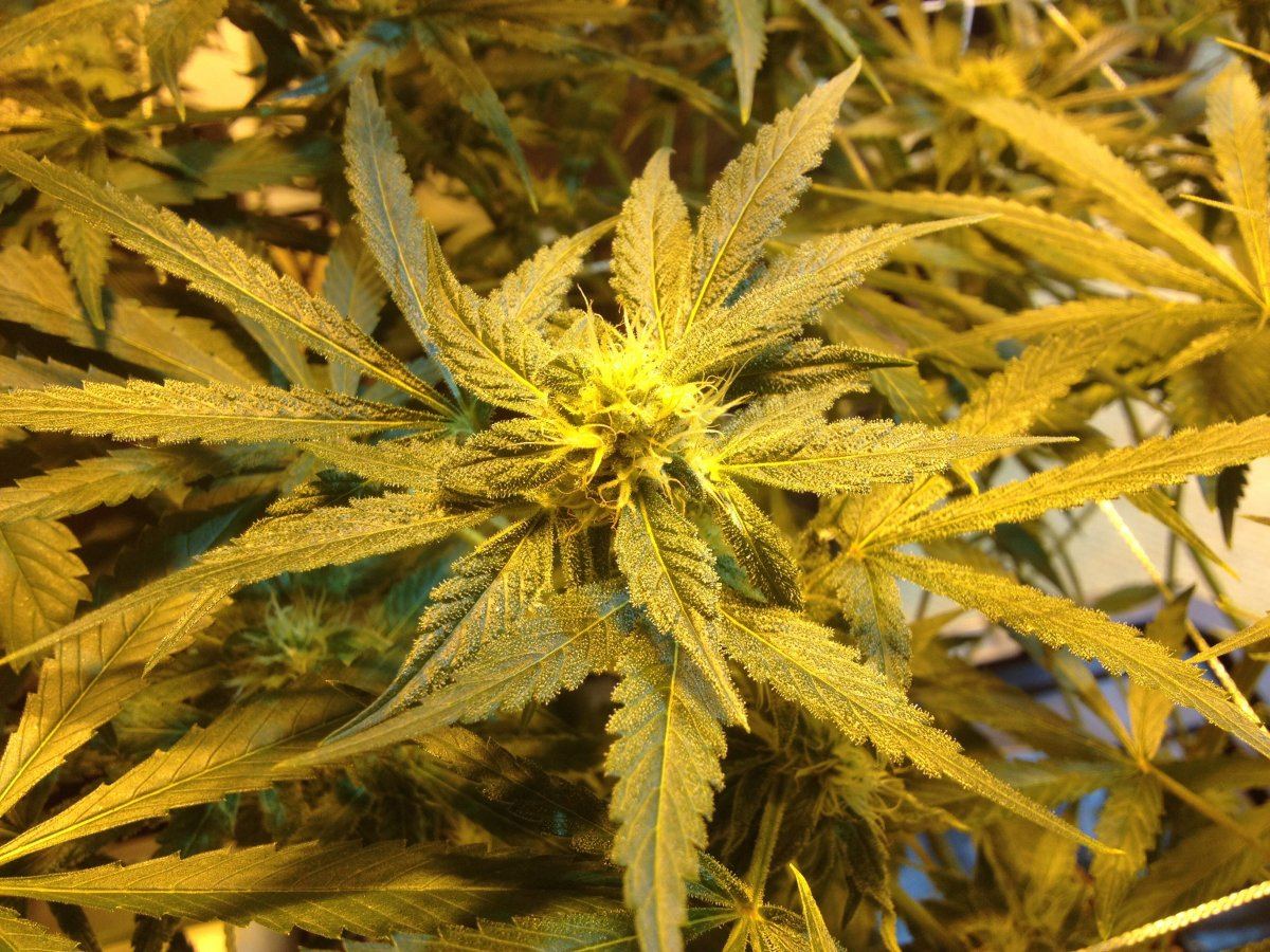 Y99wk53