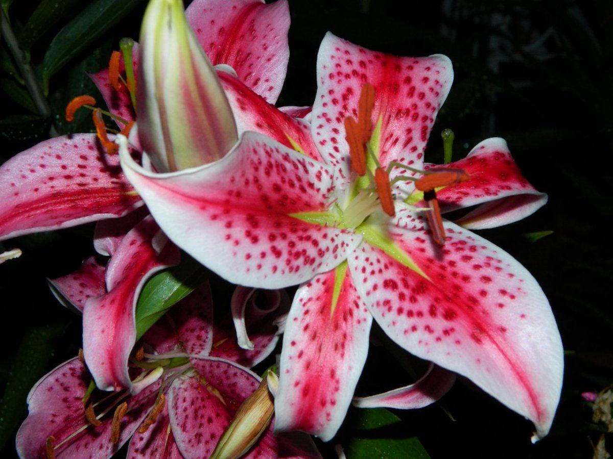 Yard and liz grow 007