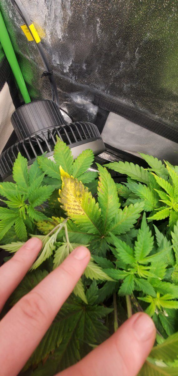 Yellow and brown leaves   whats the issue and should i toss plant or defoliate 2