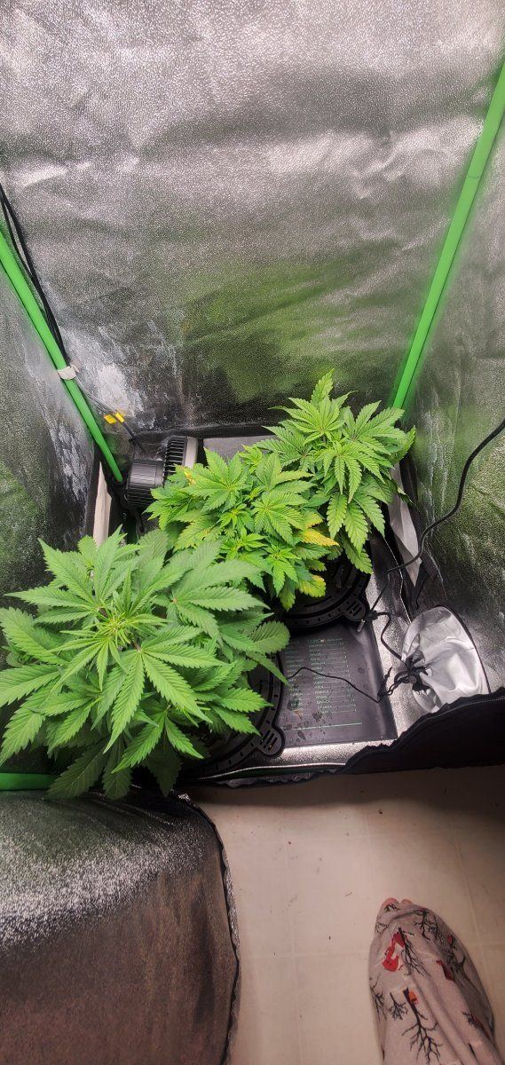 Yellow and brown leaves   whats the issue and should i toss plant or defoliate 3