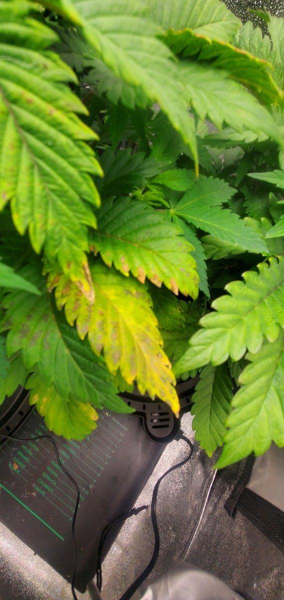 Yellow and brown leaves   whats the issue and should i toss plant or defoliate