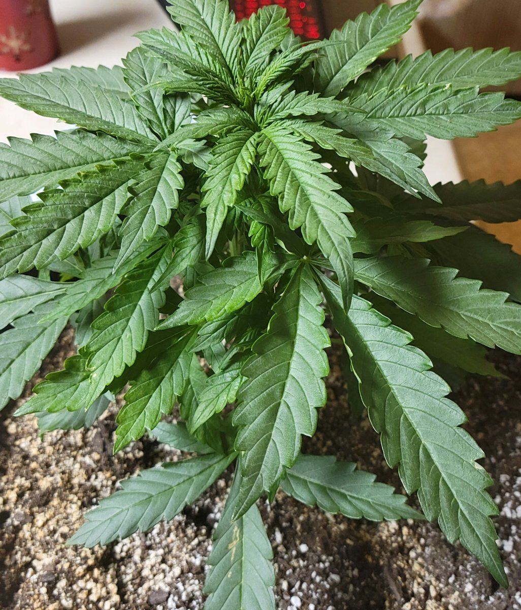 Yellow and brown spots on autoflower