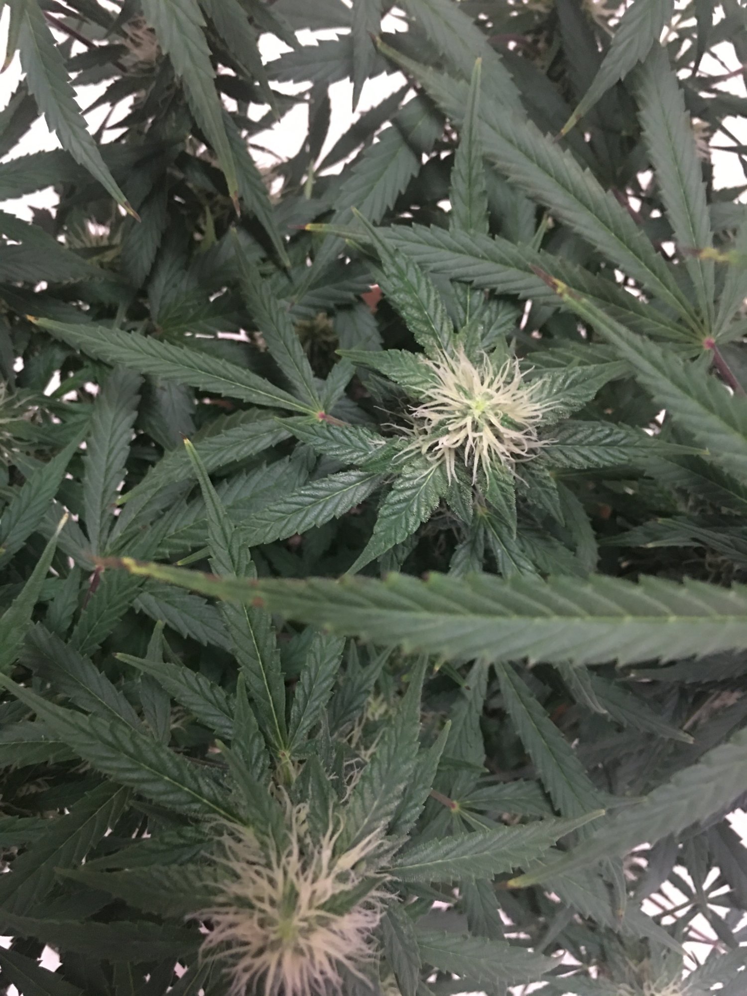 Yellow brown leaf tips brown spots 3
